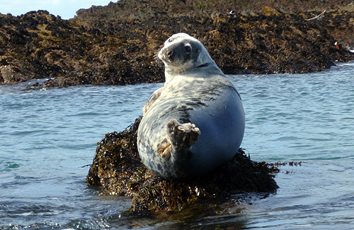 An unwary seal watches the action in the tidal races