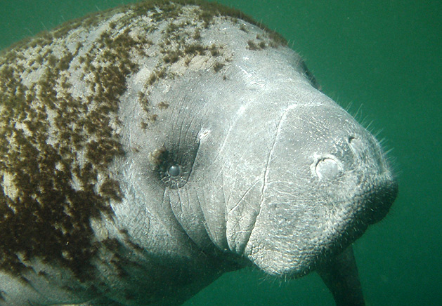 Florida Manatee. Photo by Greg Stamer