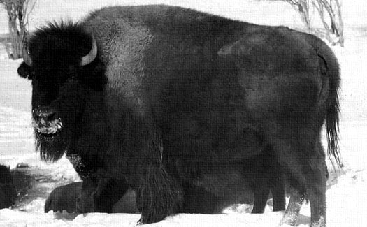 Bison